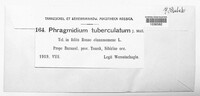 Phragmidium tuberculatum image